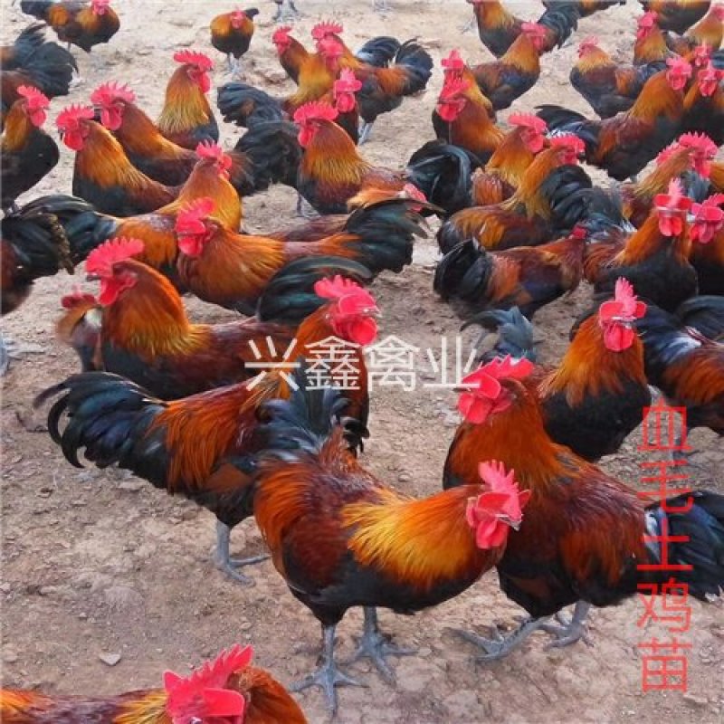 血毛土鸡苗