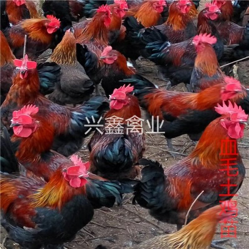 血毛土鸡苗