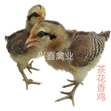 茶花香鸡(原鸡)苗