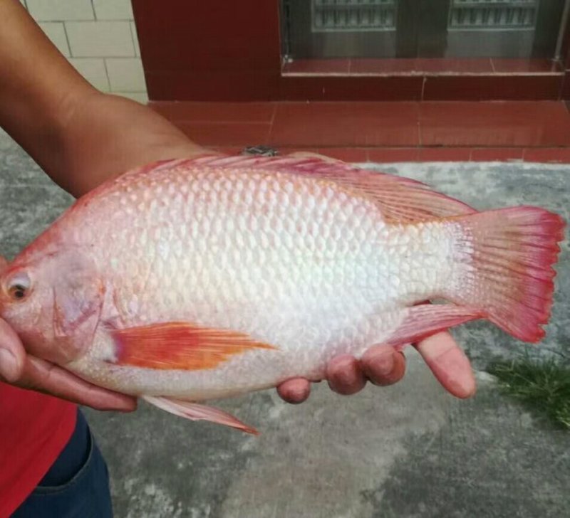 大量供应彩虹雕成品鱼条型美
