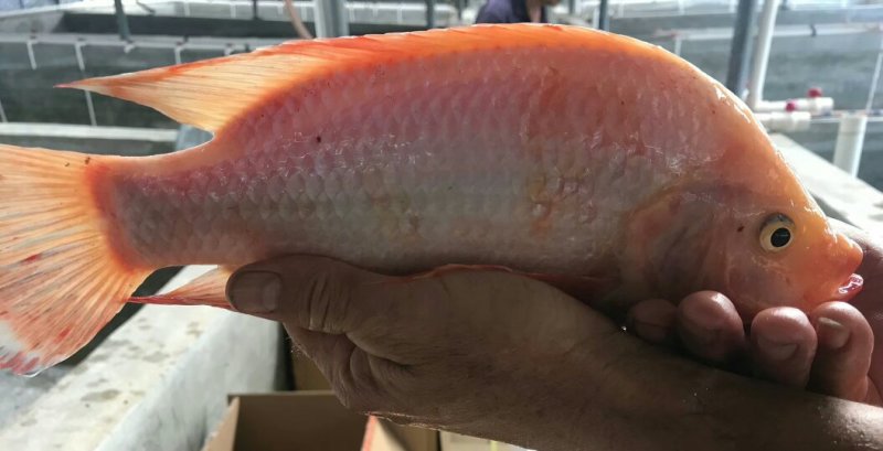 大量供应彩虹雕成品鱼条型美