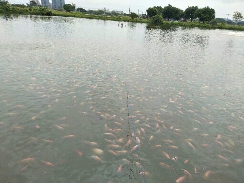 大量供应彩虹雕成品鱼条型美