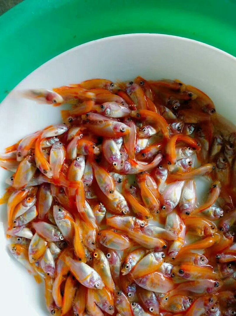 大量供应彩虹雕成品鱼条型美