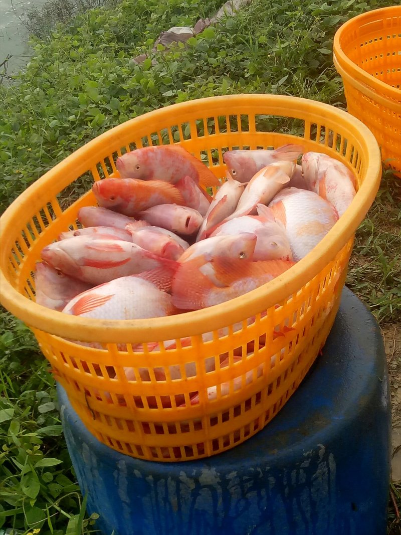大量供应彩虹雕成品鱼条型美