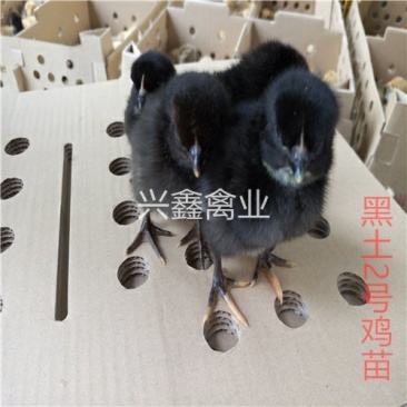 黑土2号鸡苗