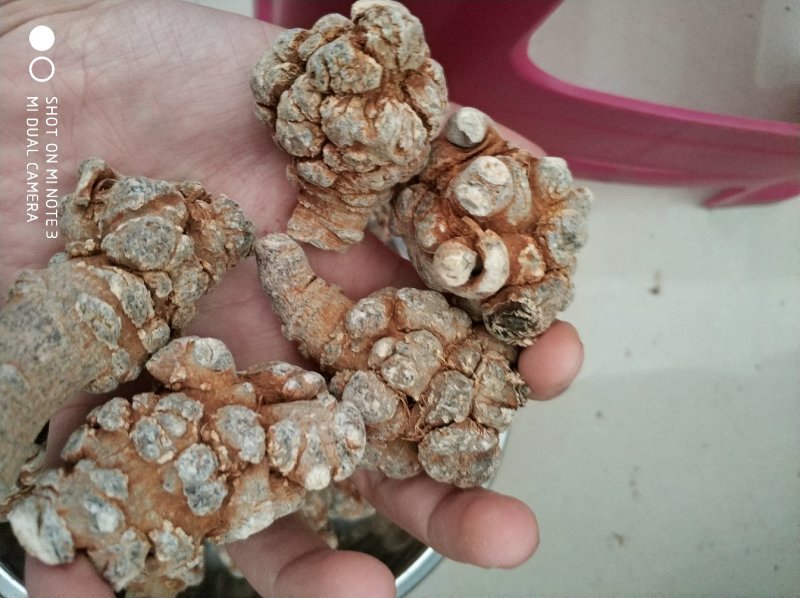 文山三七20头带帽七足头足干