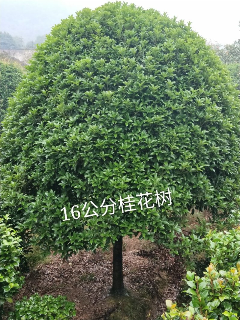 出售16公分桂花树1.2米分支冠幅350/400