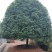 出售16公分桂花树1.2米分支冠幅350/400