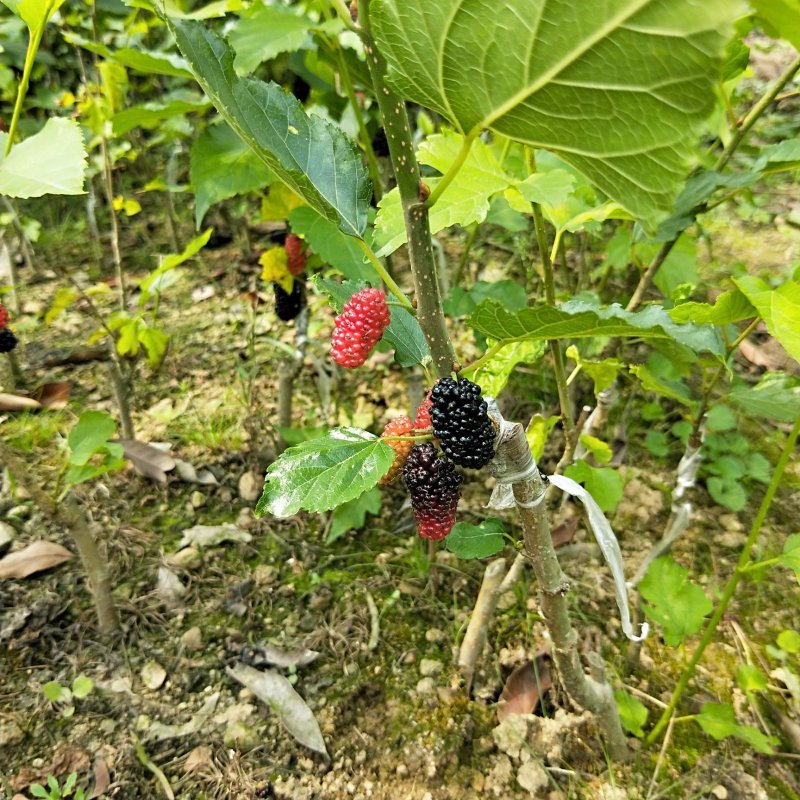 桑树苗台湾四季大果桑，当年当年挂果，泡酒可生吃