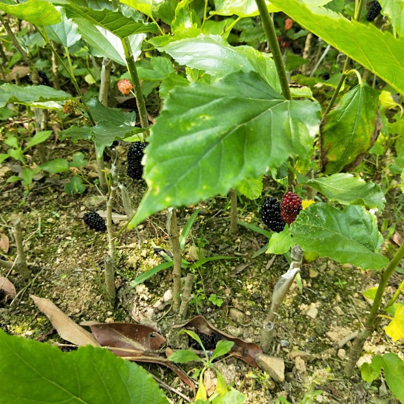 桑树苗台湾四季大果桑，当年当年挂果，泡酒可生吃