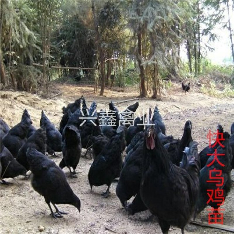 快大乌鸡苗