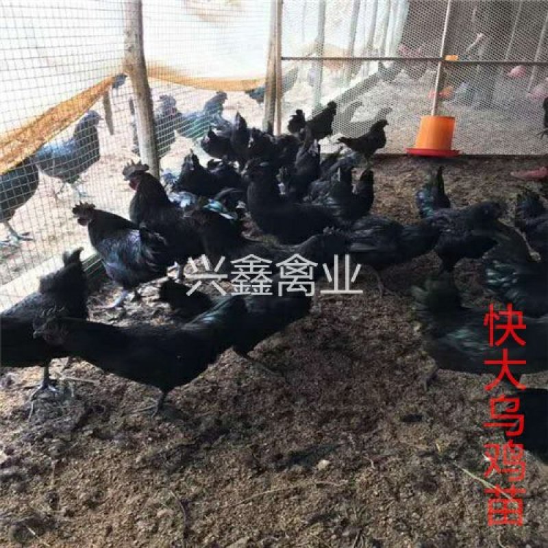 快大乌鸡苗