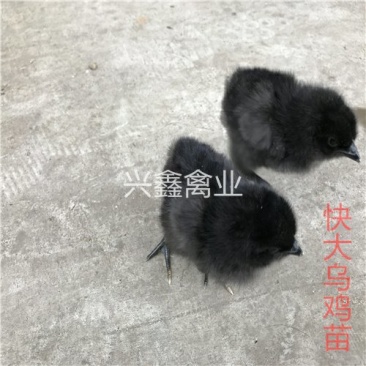 快大乌鸡苗