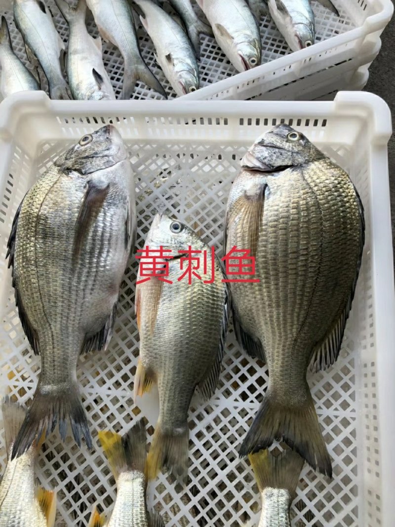 黄翅鱼