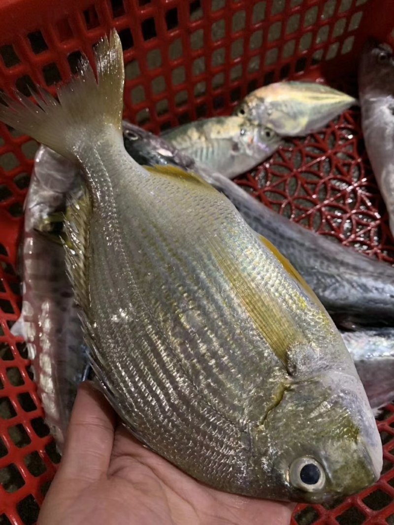 黄翅鱼