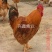 快大黄鸡
