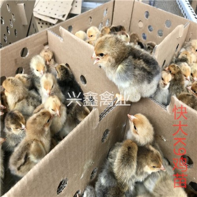 快大K9鸡苗