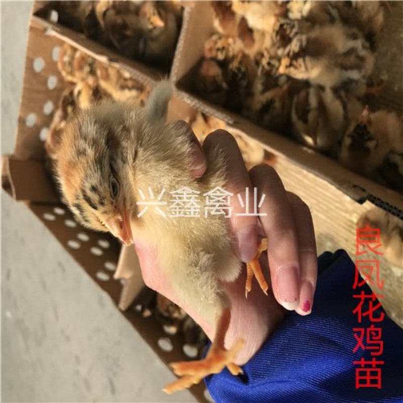 良凤花鸡苗