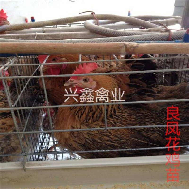 良凤花鸡苗