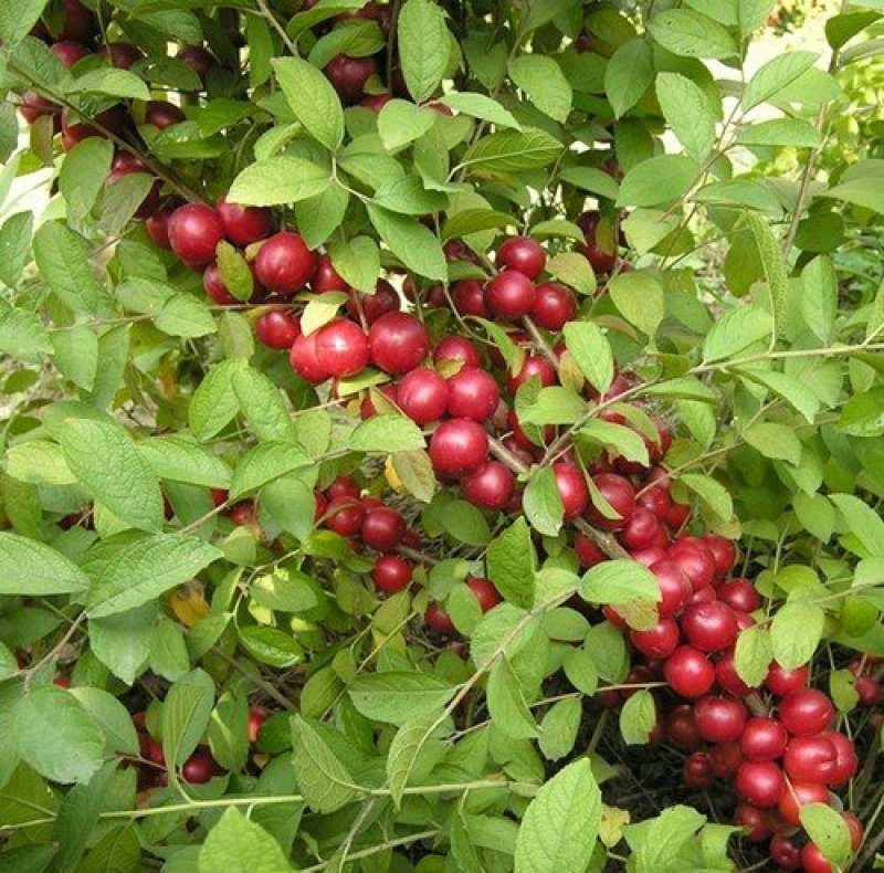 钙果苗30-50cm