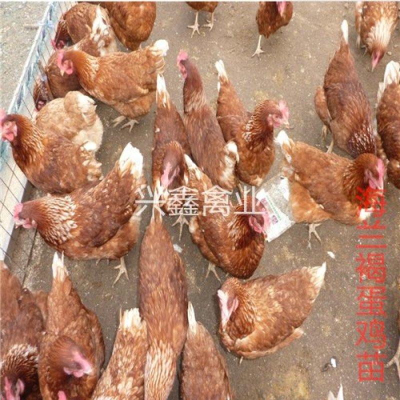 海兰褐蛋鸡苗