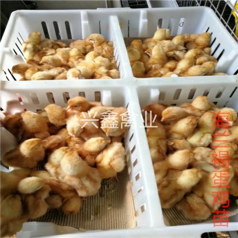 海兰褐蛋鸡苗