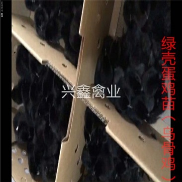 绿壳蛋鸡