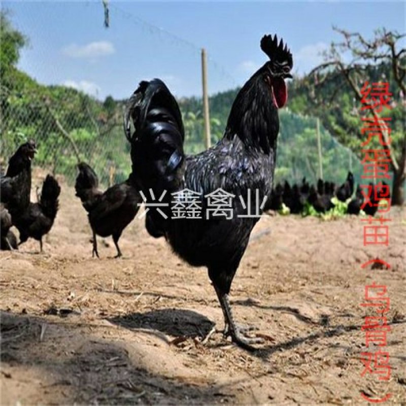 绿壳蛋鸡