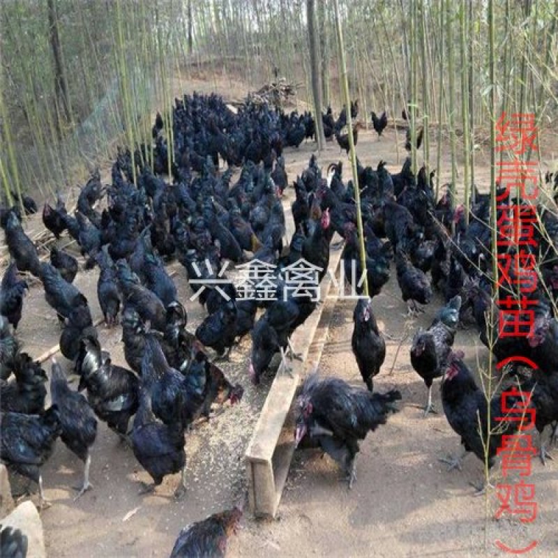 绿壳蛋鸡