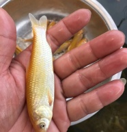 花鲢鱼苗大头鱼苗好养快大不用投喂饲料专吃水中的微生物