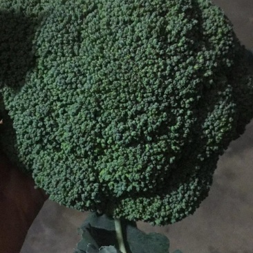 西蓝花大量上市，需要老板尽快安排！