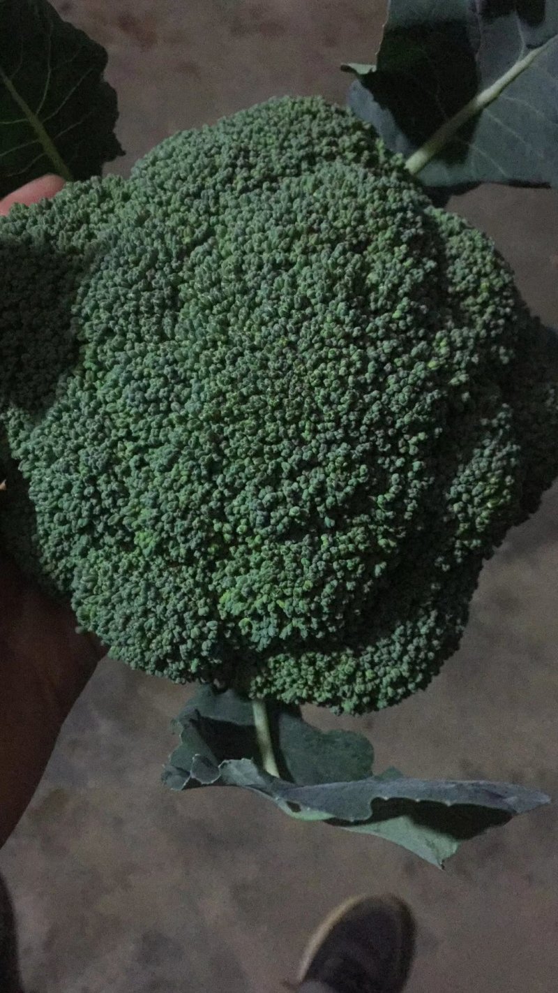 西蓝花大量上市，需要老板尽快安排！