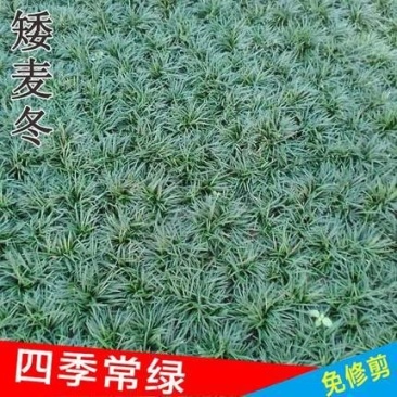 庭院植物日本矮麦冬草玉龙草四季常青长不高耐践踏短