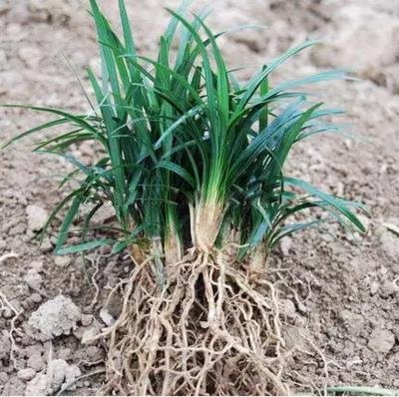庭院植物日本矮麦冬草玉龙草四季常青长不高耐践踏短