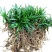 庭院植物日本矮麦冬草玉龙草四季常青长不高耐践踏短