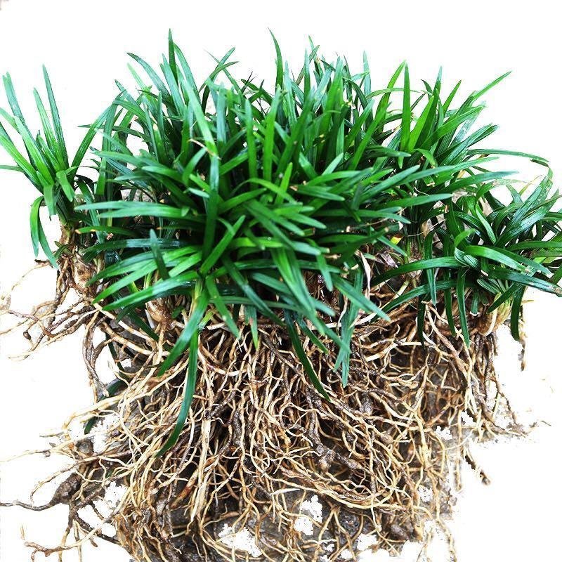 庭院植物日本矮麦冬草玉龙草四季常青长不高耐践踏短