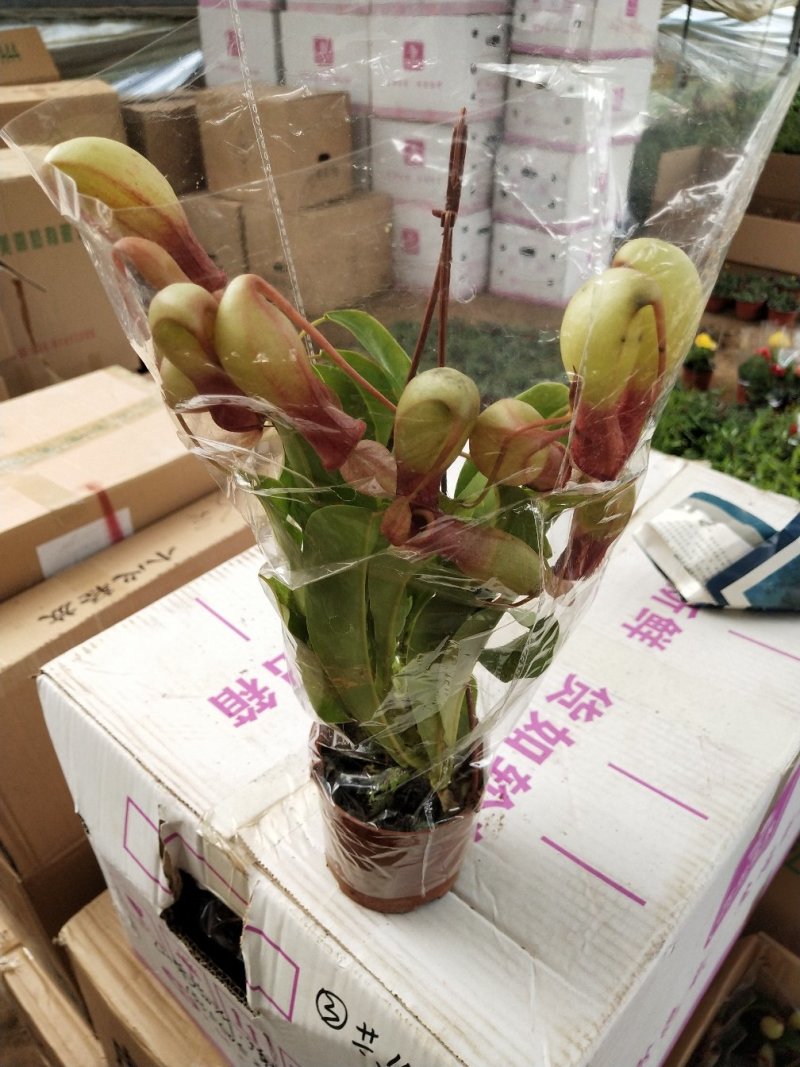猪笼草盆栽包邮捕蝇食虫草室内桌面花卉绿植吃蚊子奇趣植