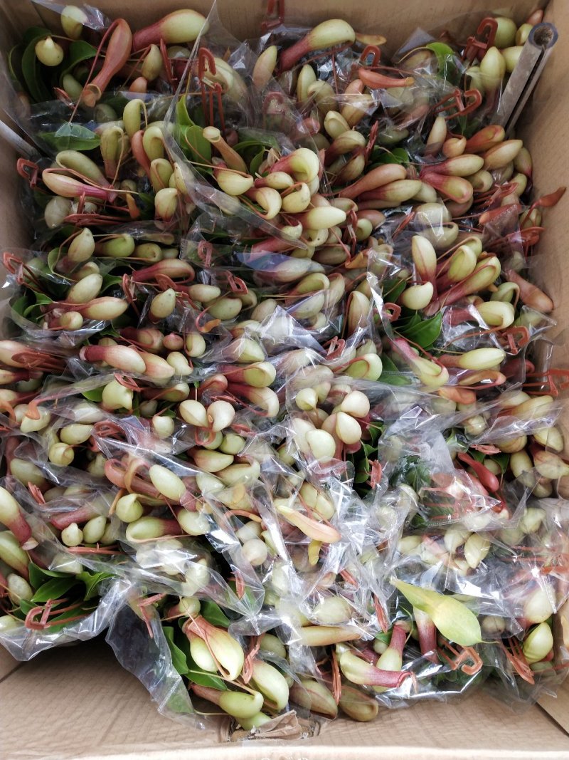 猪笼草盆栽包邮捕蝇食虫草室内桌面花卉绿植吃蚊子奇趣植