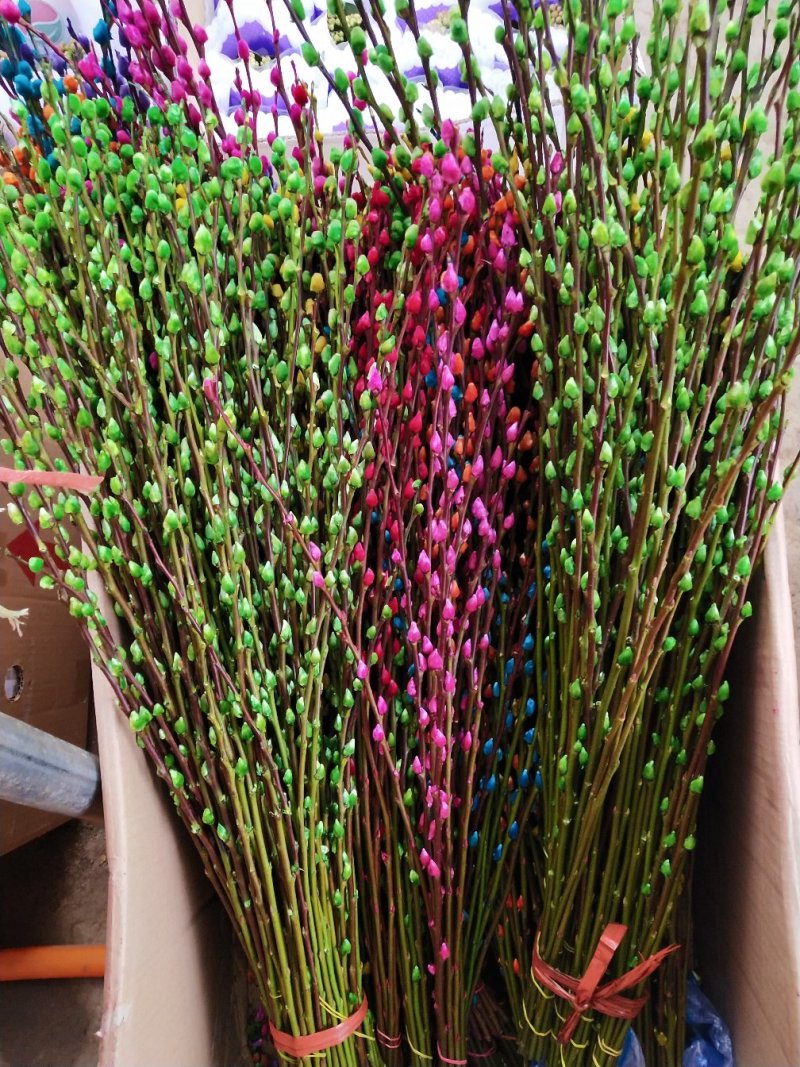 银柳真花鲜柳条制作鲜枝银柳干花彩色柳枝水培花卉多色室内装