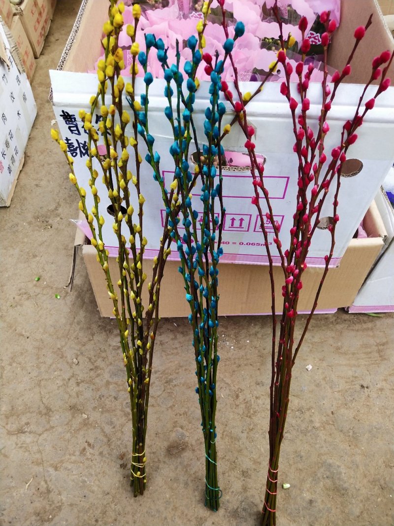 银柳真花鲜柳条制作鲜枝银柳干花彩色柳枝水培花卉多色室内装