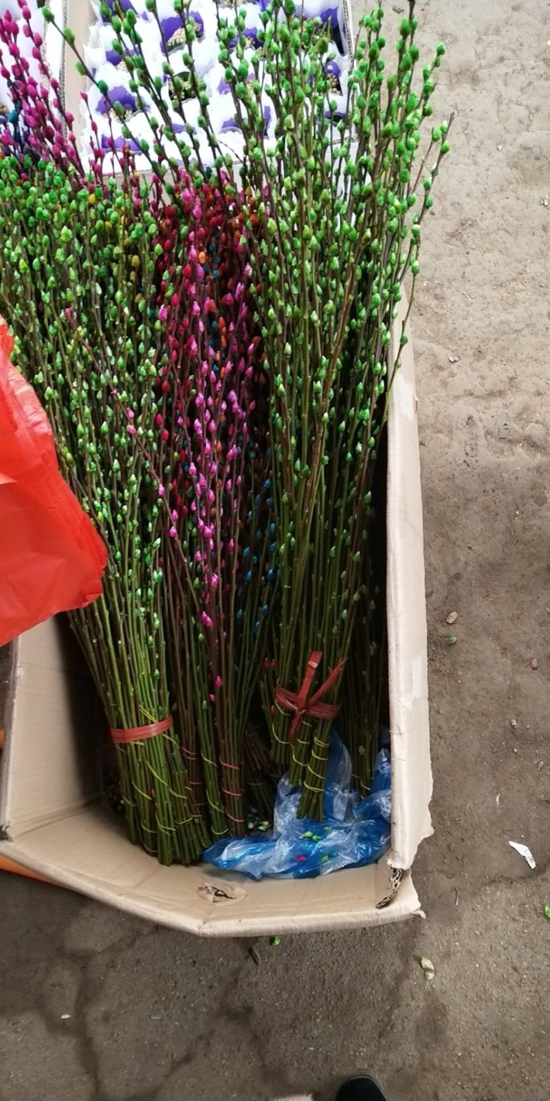 银柳真花鲜柳条制作鲜枝银柳干花彩色柳枝水培花卉多色室内装