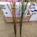 银柳真花鲜柳条制作鲜枝银柳干花彩色柳枝水培花卉多色室内装