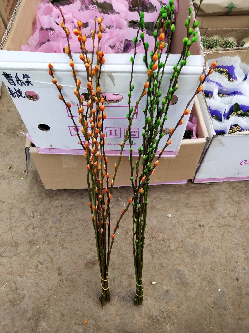 银柳真花鲜柳条制作鲜枝银柳干花彩色柳枝水培花卉多色室内装