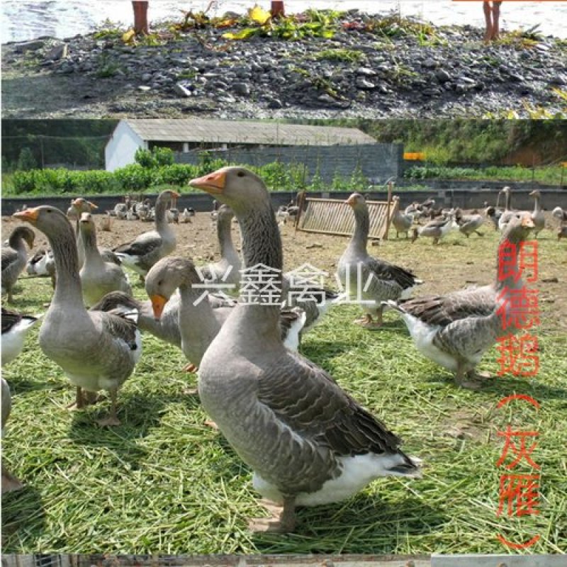 朗德鹅苗