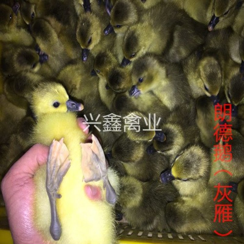 朗德鹅苗