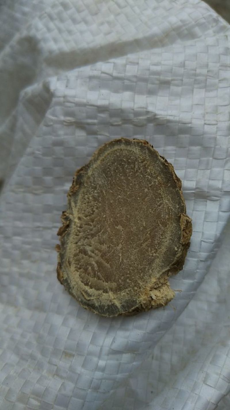 莪术种子购销，欢迎各位老板来电详谈，谢谢，