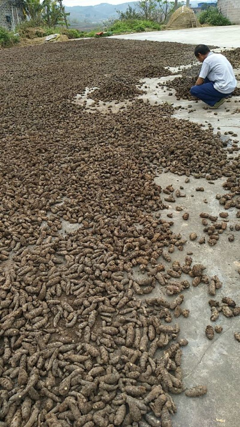 莪术种子购销，欢迎各位老板来电详谈，谢谢，