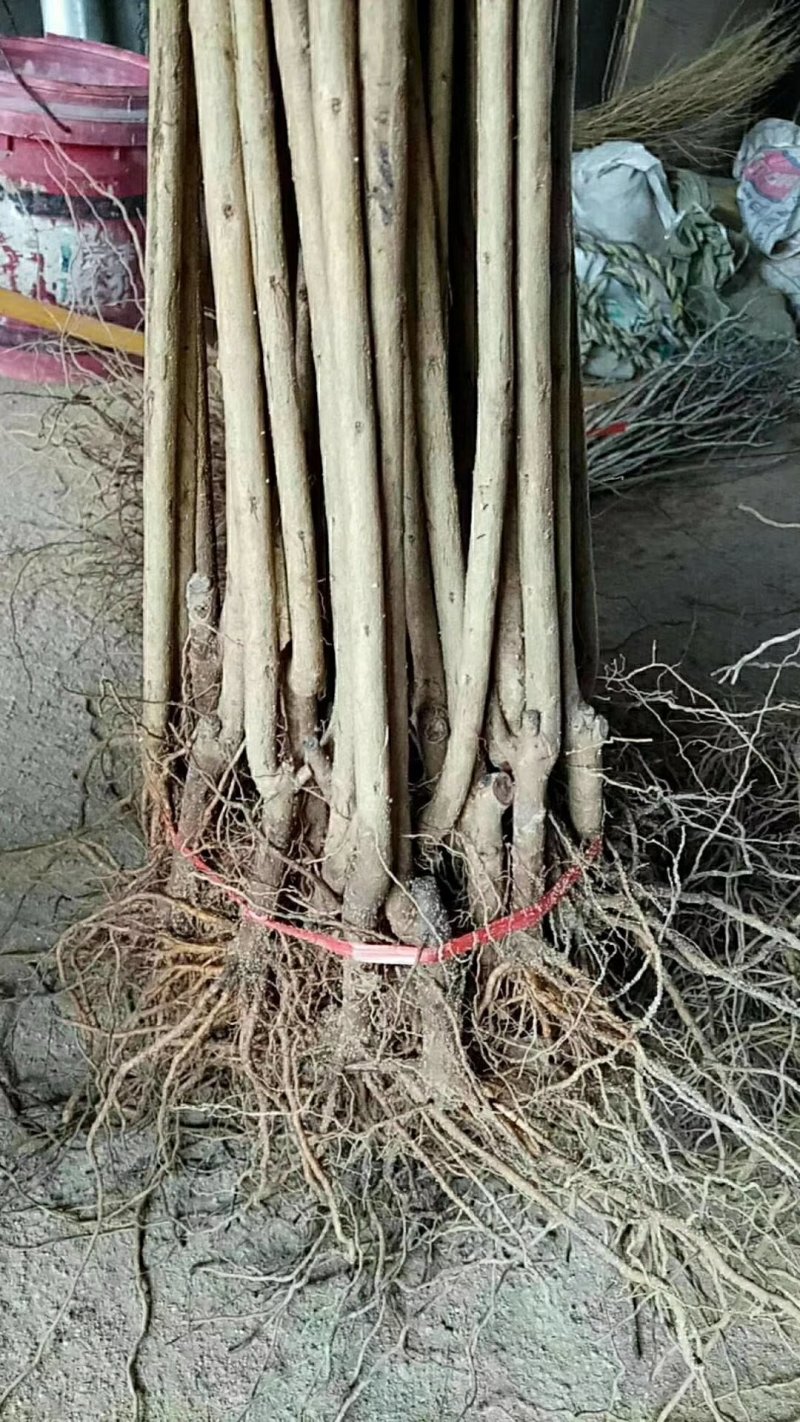 突尼斯软籽石榴树苗泰山红石榴红如意石榴苗苗子粗壮