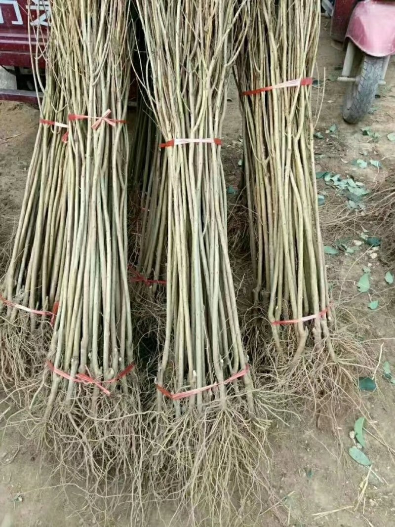 突尼斯软籽石榴树苗泰山红石榴红如意石榴苗苗子粗壮