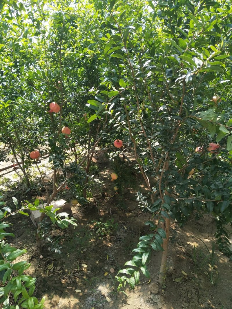 突尼斯软籽石榴树苗泰山红石榴红如意石榴苗苗子粗壮